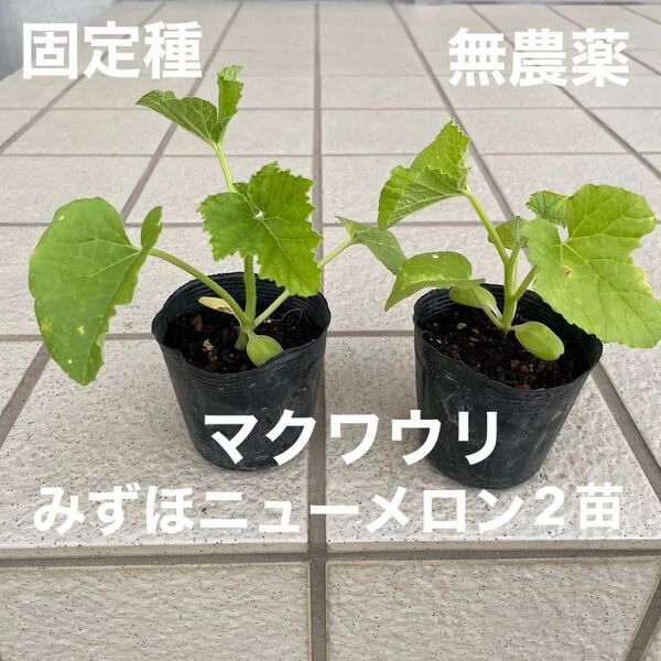 固定種 みずほニューメロン(マクワウリ)2苗 無農薬 ネコポス
