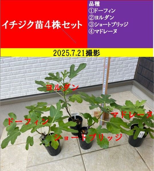 イチジク挿し木苗 4株セット