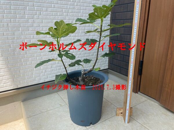 イチジク苗 ボーンホルムズダイヤモンド