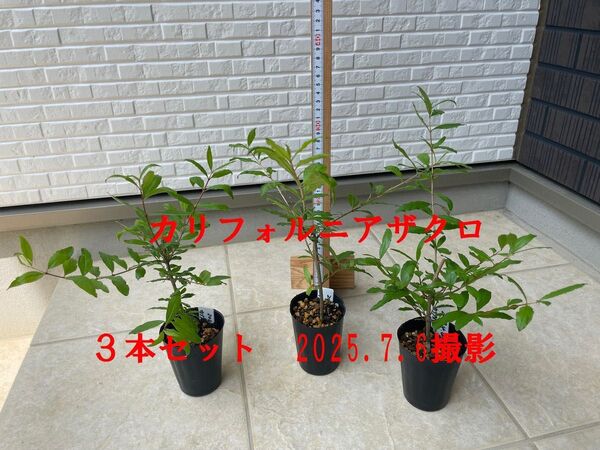 カリフォルニアザクロ 挿し木苗3本セット