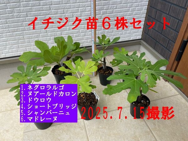 イチジク苗6株セット