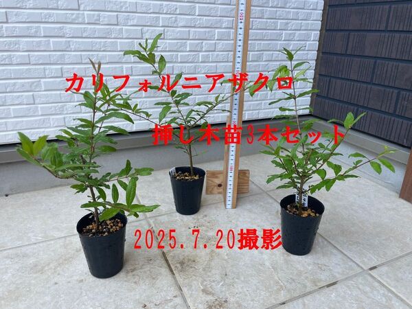 カリフォルニアザクロ挿し木苗3本セット