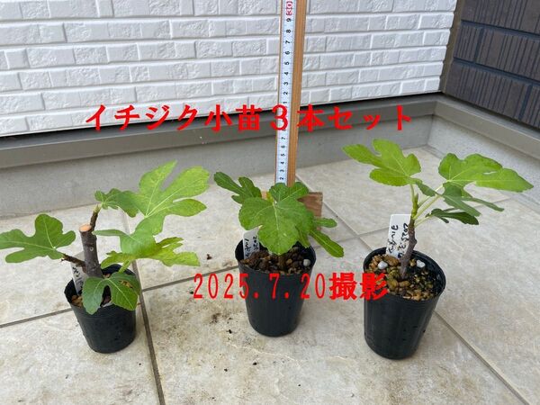 イチジク小苗3本セット シャンパーニュ・ノルドランド・ヨルダン
