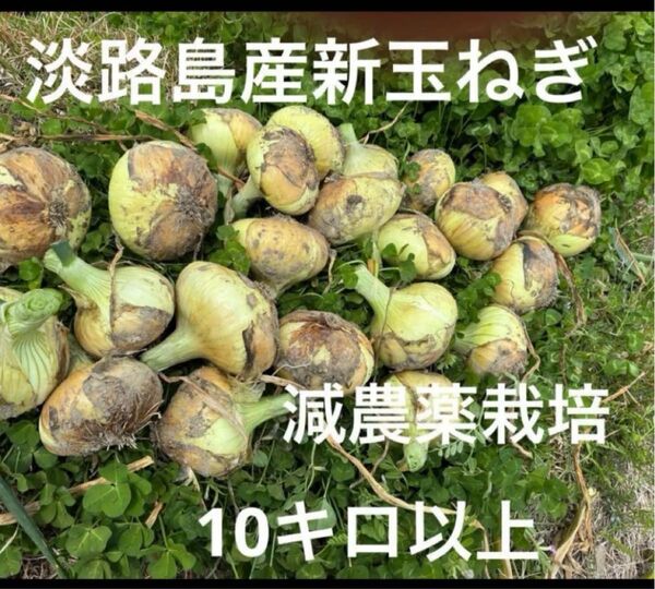 減農薬栽培 淡路島産玉ねぎ オクテ ネオアース 10キロ 小屋で吊るして完熟です^_^ 再出品できます。