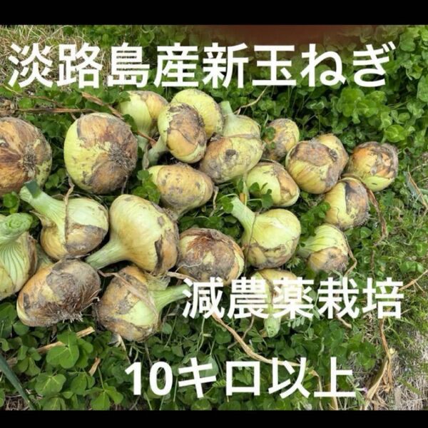 淡路島たまねぎ 減農薬栽培 安心安全 ナカテ ターザン 10キロ 加熱すると甘いです^_^ 出品し直しできますm(__)m