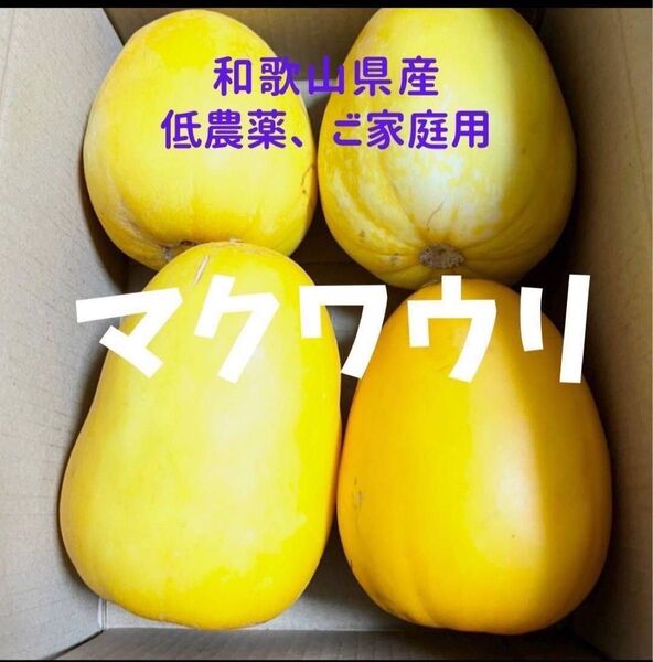 マクワウリ 4〜9個 約2キロ ご家庭用