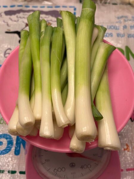おじいちゃんが孫の為に栽培期間に無農薬化学肥料不使用で作ったねぎ