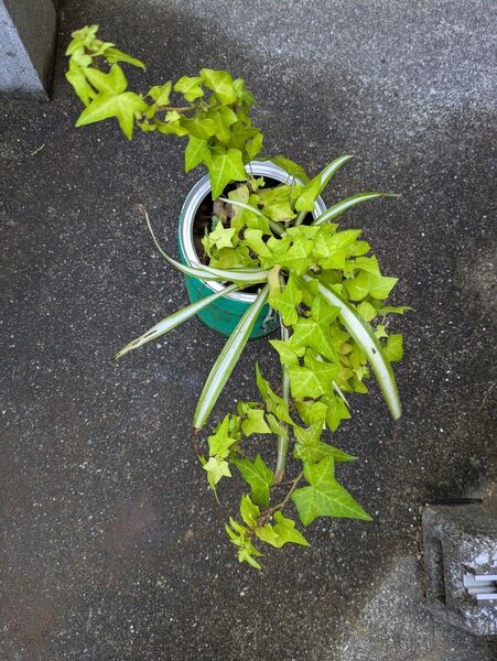 観葉植物セットネコポス匿名配送抜き苗
