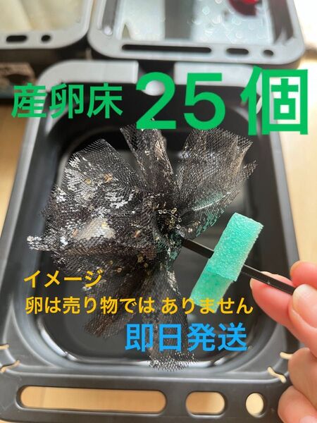 メダカ産卵床 25個 浮き付 コロたまボール メダカ 飼育
