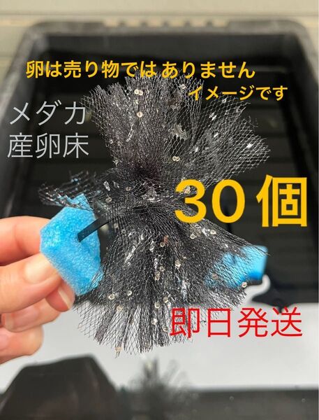 メダカ産卵床 30個 浮き付 コロたまボール メダカ 飼育