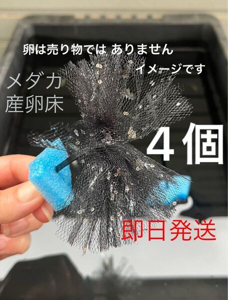 メダカ産卵床 4個 浮き付 コロたまボール メダカ 飼育