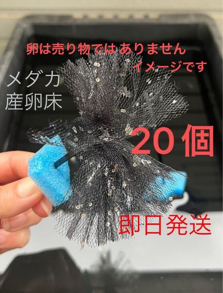 メダカ産卵床 20個 浮き付 コロたまボール メダカ 飼育