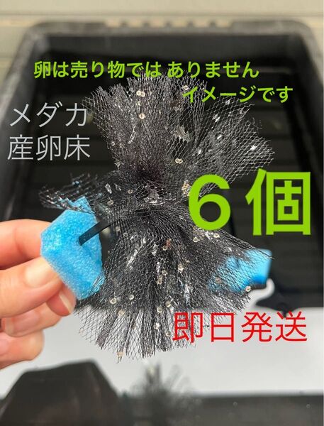 メダカ産卵床 6個 浮き付 コロたまボール メダカ 飼育
