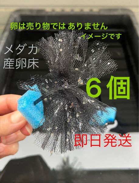 メダカ産卵床 6個 浮き付 コロたまボール メダカ 飼育