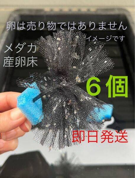 メダカ産卵床 6個 浮き付 コロたまボール メダカ 飼育