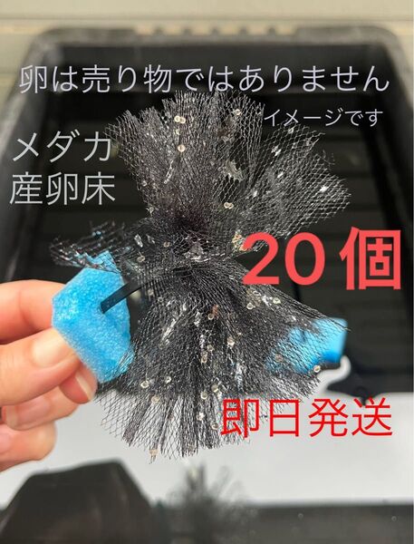 メダカ産卵床 20個 浮き付 コロたまボール メダカ 飼育