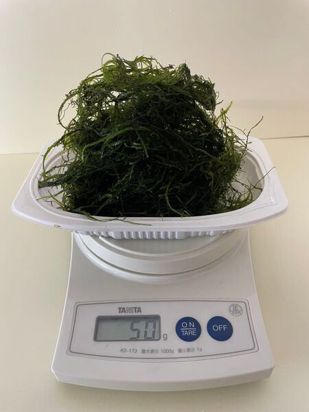 ウィローモス 50g. 自家水槽繁殖