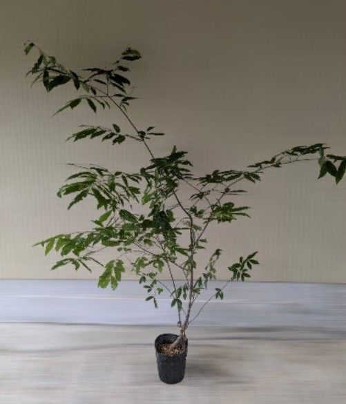 栗 苗木 庭木 植木 クリ ブナ
