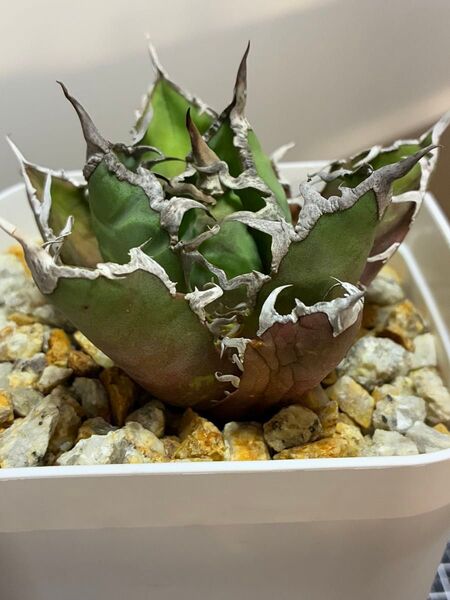 アガベチタノタシーザー③ 鉢ごと発送 検索用)オテロイ 白鯨 ハデス