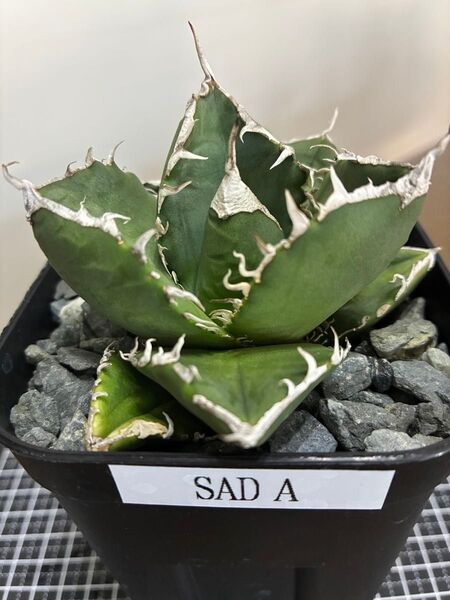 アガベチタノタ南アフリカダイヤモンド SAD A 鉢ごと発送 検索用)オテロイ 白鯨 シーザー ハデス