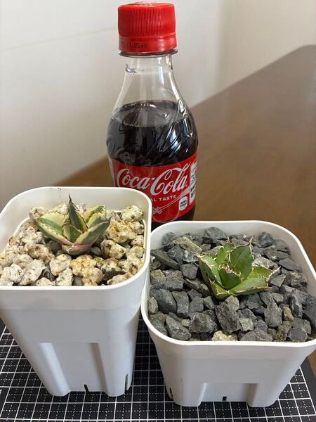 アガベチタノタ子株2セット スナグルトゥース & フィリグリー 鉢ごと発送 検索用)オテロイ