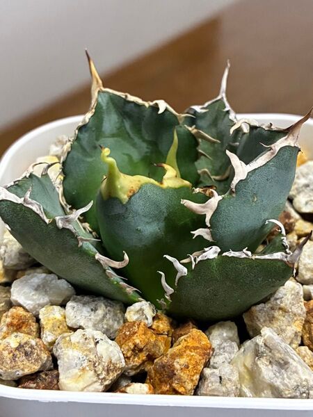 アガベチタノタ白鯨④ 鉢ごと発送 検索用)オテロイ シーザー ハデス