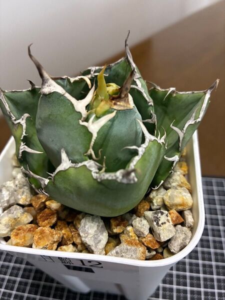 アガベチタノタ白鯨12 鉢ごと発送 検索用)オテロイ シーザー ハデス