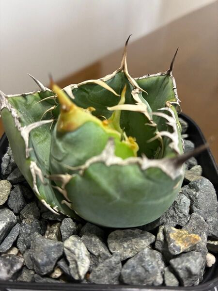 アガベチタノタ白鯨13 鉢ごと発送 検索用)オテロイ シーザー ハデス