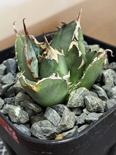 アガベチタノタ白鯨⑥ 鉢ごと発送 検索用)オテロイ シーザー ハデス
