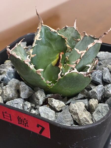 アガベチタノタ白鯨⑦ 鉢ごと発送 検索用)オテロイ ハデス シーザー