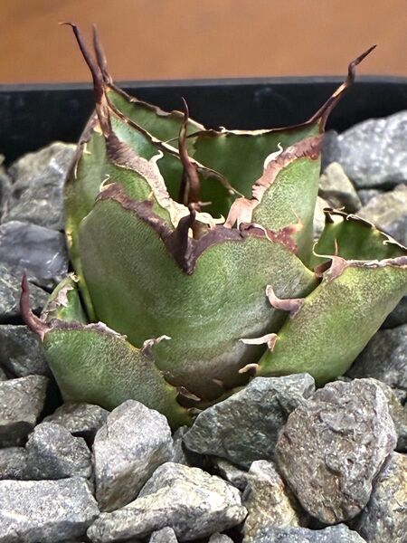 アガベチタノタ黒豹 ブラックパンサー③ 鉢ごと発送 検索用)オテロイ 白鯨 シーザー ハデス