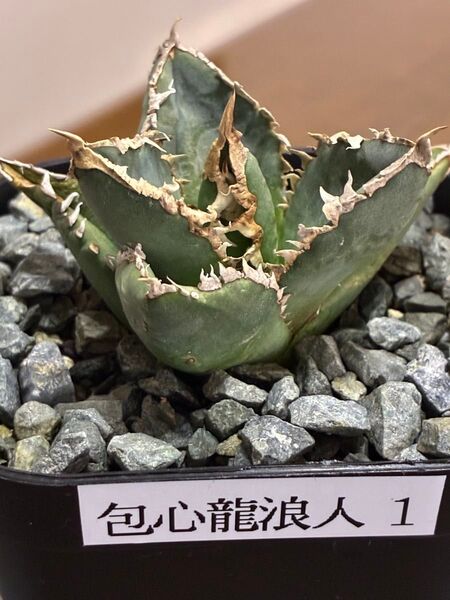 アガベチタノタ包心龍浪人① 鉢ごと発送 検索用)オテロイ 白鯨 ハデス シーザー