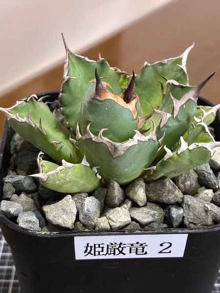 アガベチタノタ姫厳竜② 鉢ごと発送 検索用)オテロイ 白鯨 ハデス シーザー