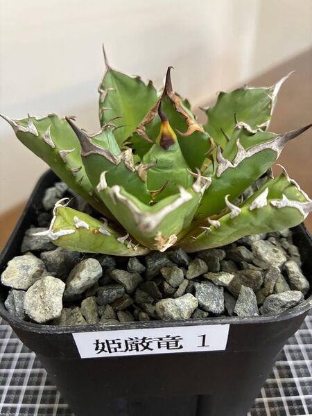 アガベチタノタ姫厳竜① 鉢ごと発送 検索用)オテロイ 白鯨 ハデス シーザー