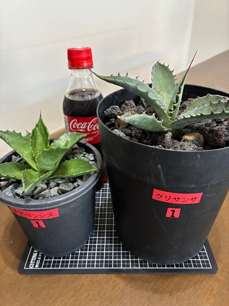 地植え向けアガベ2株セット① チアペンシス & クリサンサ 抜き苗発送 検索用)ドライガーデン 耐寒性 地植え