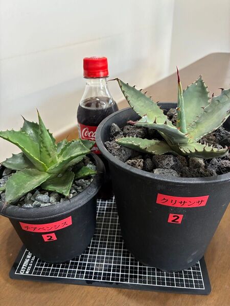 地植え向けアガベ2株セット② 抜き苗発送 検索用)ドライガーデン 耐寒性