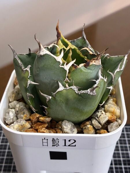 アガベチタノタ白鯨12 鉢ごと発送 検索用)オテロイ シーザー ハデス
