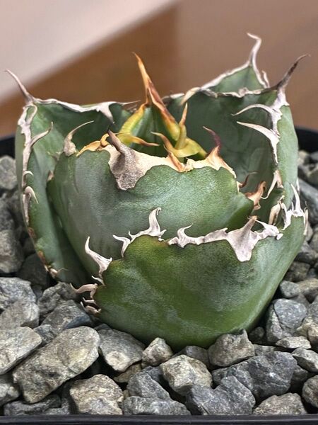 アガベチタノタ白鯨17 鉢ごと発送 検索用)オテロイ シーザー ハデス