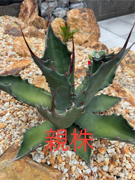 アガベ(地植え向け)子株2セット サルミアナフェロックス&実生パリー 鉢ごと発送 検索用)ドライガーデン 耐寒性
