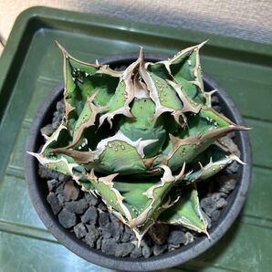 【コレクション株】アガベ チタノタ "ヨーロッパ スタッズ"Agave titanota ブツブツ コレクション株
