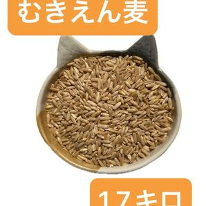 むきえん麦 1.7キロ