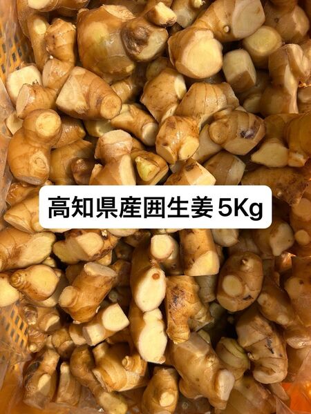 高知県産囲生姜5Kg