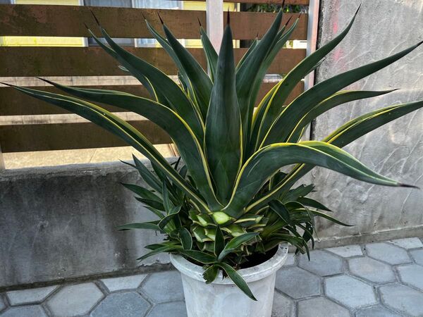 Dアガベ☆ベネズエラ☆子株付き☆デスメティアナ☆抜き苗☆多肉植物 variegata ユッカ チタノタ オテロイ 斑入り サボテン