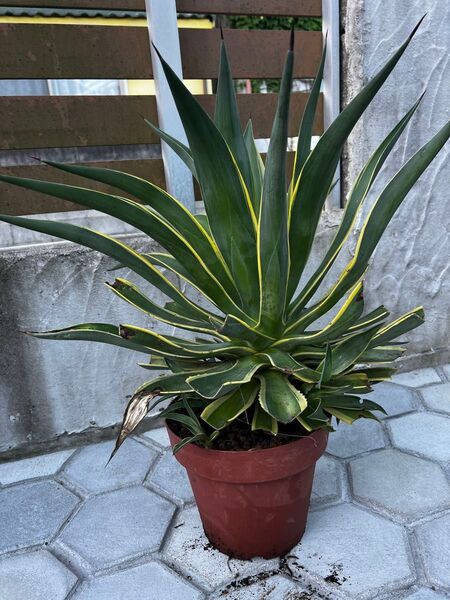 Bアガベ☆ベネズエラ☆子株付き☆デスメティアナ☆抜き苗☆多肉植物 variegata ユッカ チタノタ オテロイ 斑入り サボテン