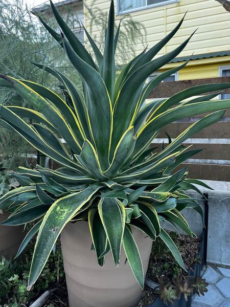 Cアガベ☆ベネズエラ☆子株付き☆デスメティアナ☆抜き苗☆多肉植物 variegata ユッカ チタノタ オテロイ 斑入り サボテン