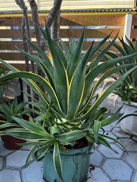 Eアガベ☆ベネズエラ☆子株付き☆デスメティアナ☆抜き苗☆多肉植物 variegata ユッカ チタノタ オテロイ 斑入り サボテン