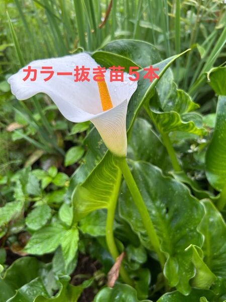 カラー抜き苗5本