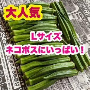夏野菜 【高知県産オクラ】Lサイズ ネコポスにいっぱい。産地直送 野菜 Mrr