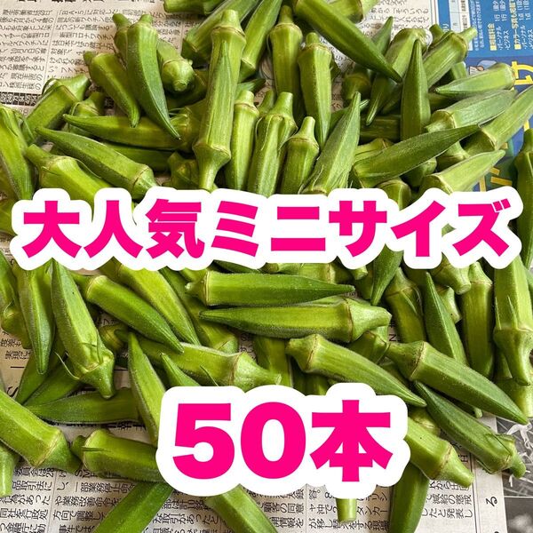 夏野菜 【小さなオクラ 】A品&B品 50本 野菜 農家直送! M