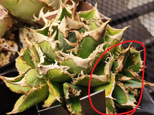 アガベ チタノタ 大白鯊 子株のみ(Lize産 ホホジロザメ